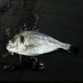 Fisch auf Technostein